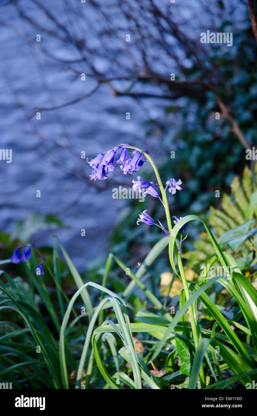 Single bluebell in sunlight on a river bank Stock Photo