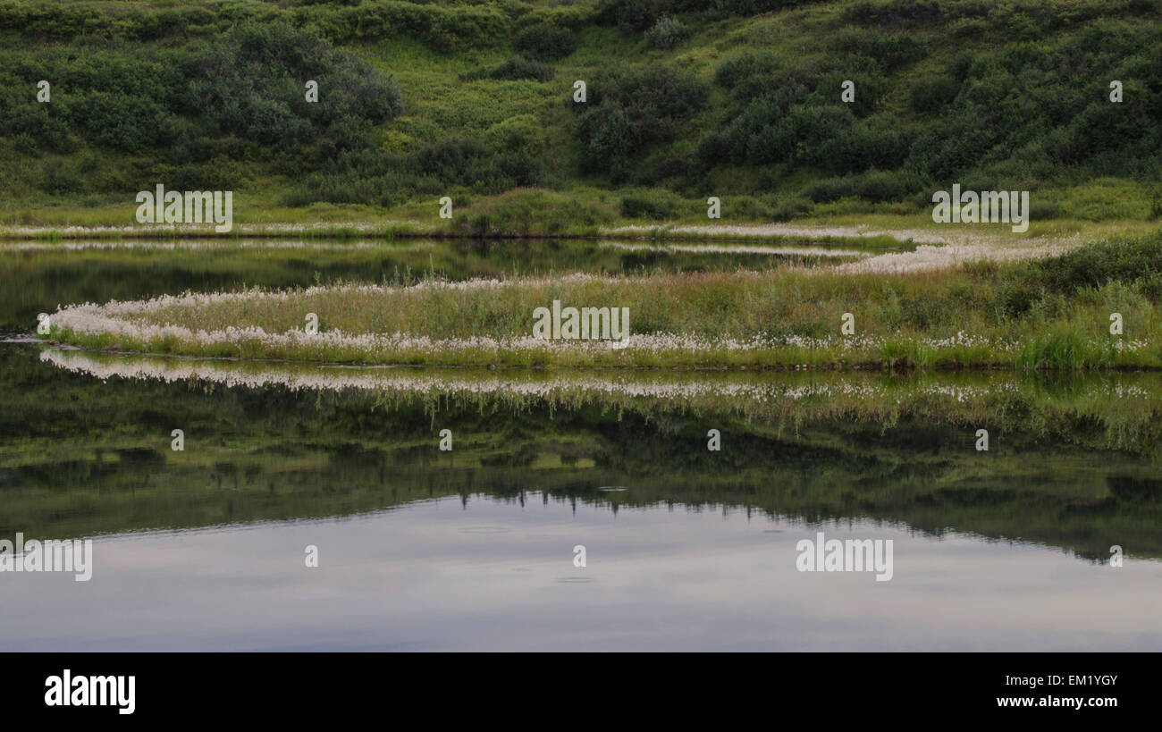 Alaska Cotton Grass (Eriophorum brachyantherum) in full summer bloom surrounds a kettle hole