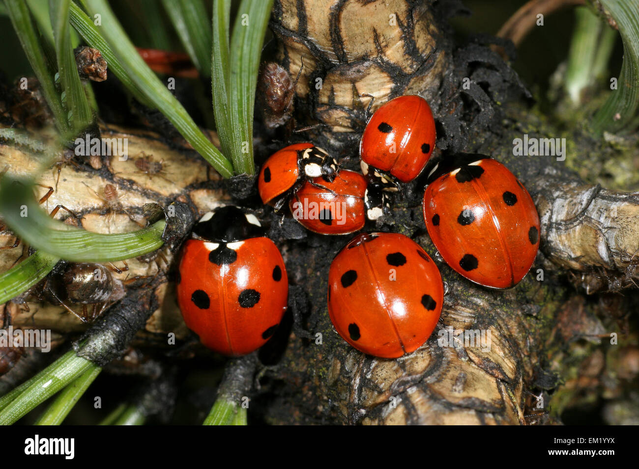7 spot Ladybirds Coccinella septempunctata and 2 spot ladybirds Adalia bipunctata Stock Photo