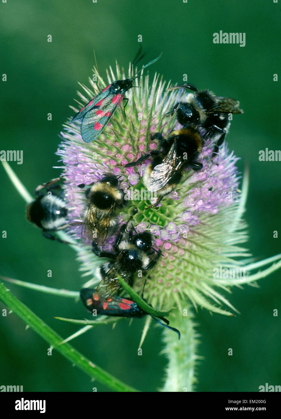 Bumblebees On Teasel Stock Photo