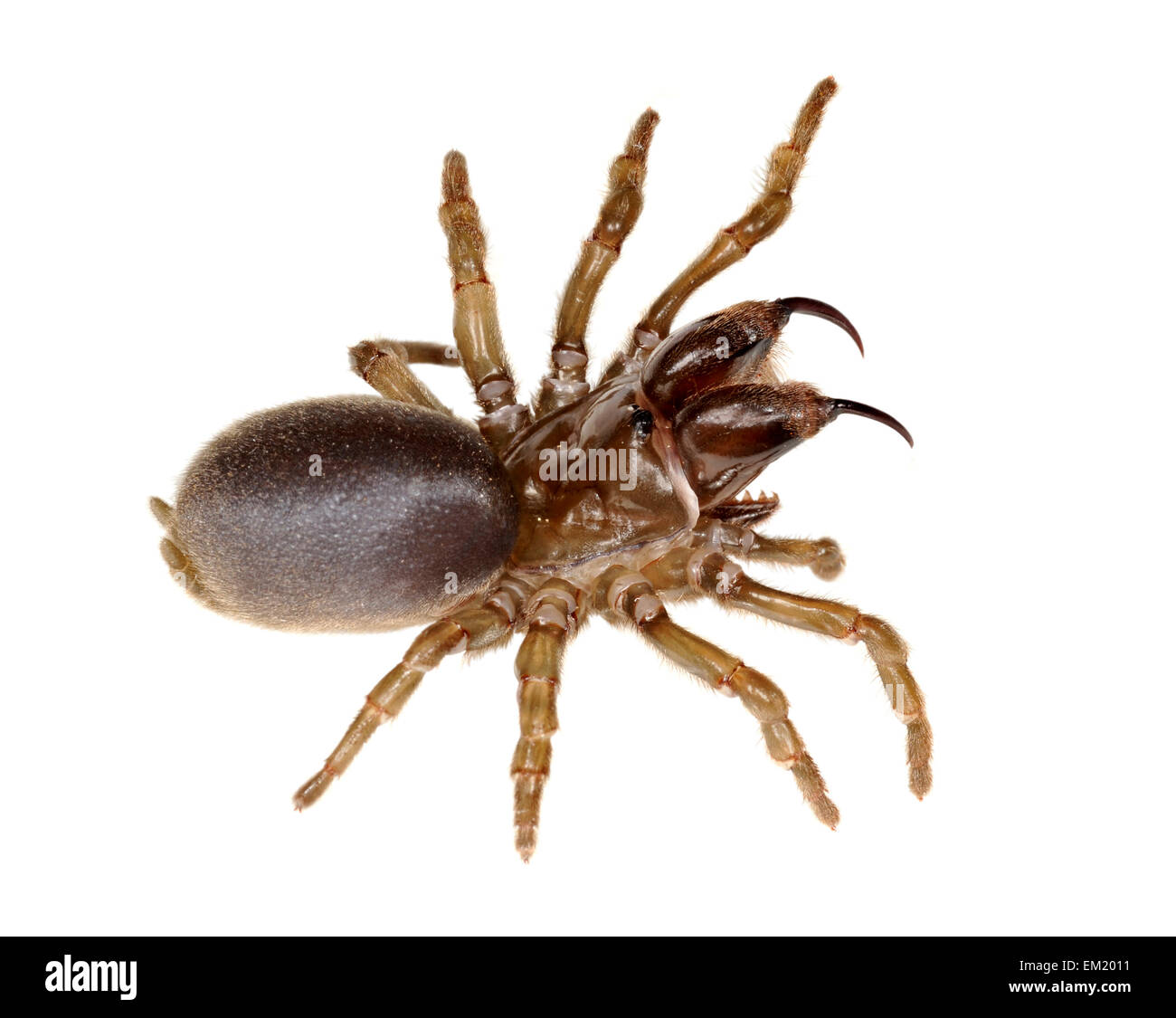 Purse Web Spider - Atypus affinis Stock Photo