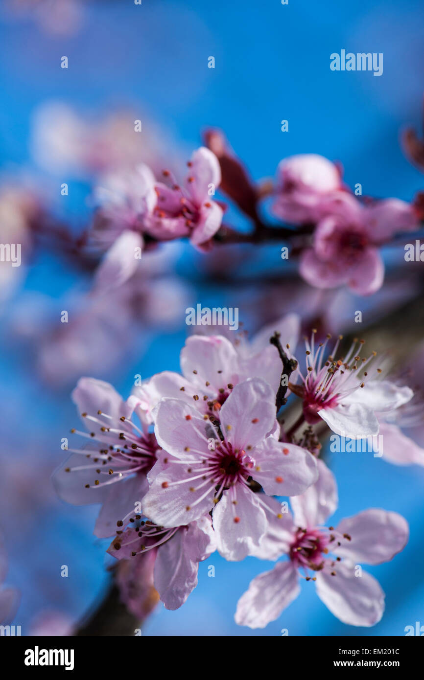 fruit in bloom Stock Photo - Alamy