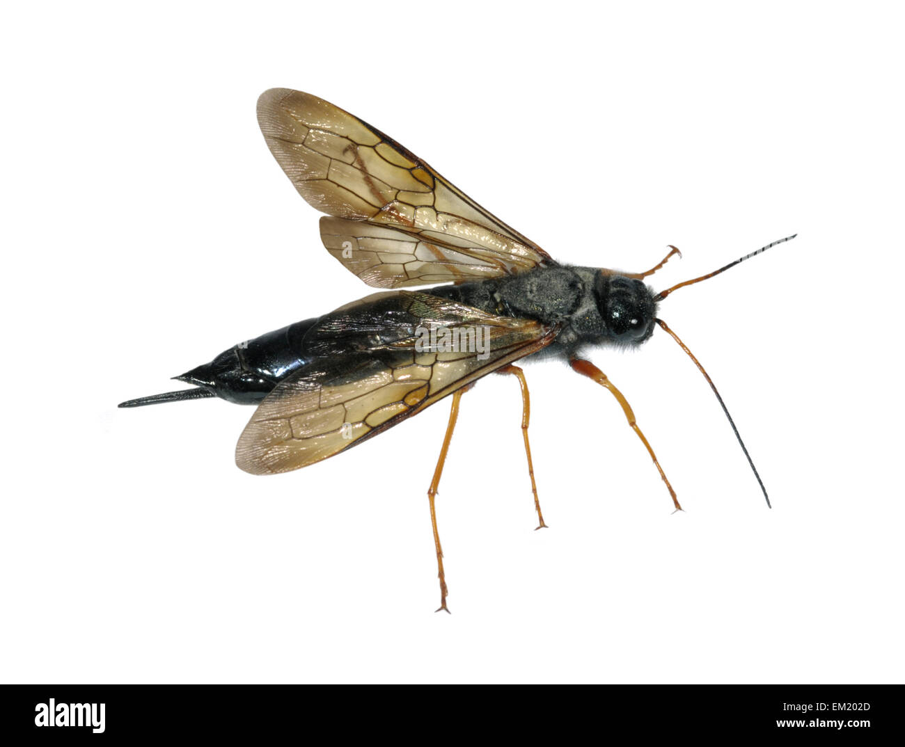 Sirex juvencus - a species of Wood Wasp Stock Photo