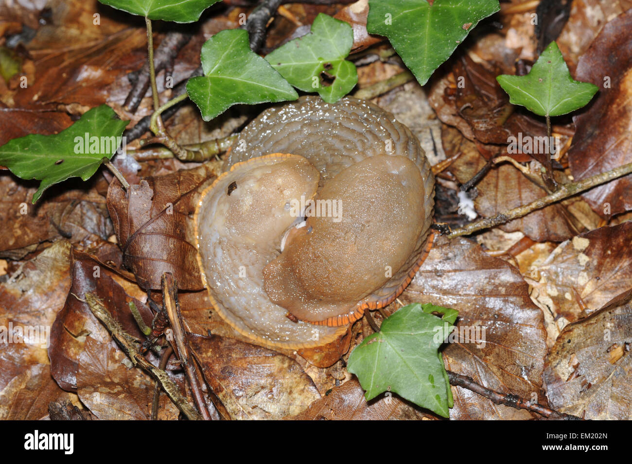 Large Red Slug - Arion ater - mating pair Stock Photo