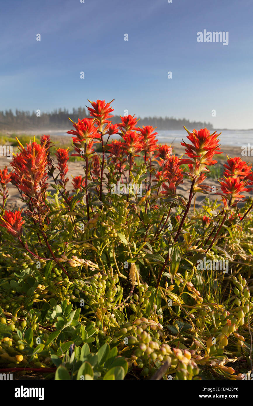 Paintbrush,Wildflower,Coastal,Indian,Flower Stock Photo Alamy