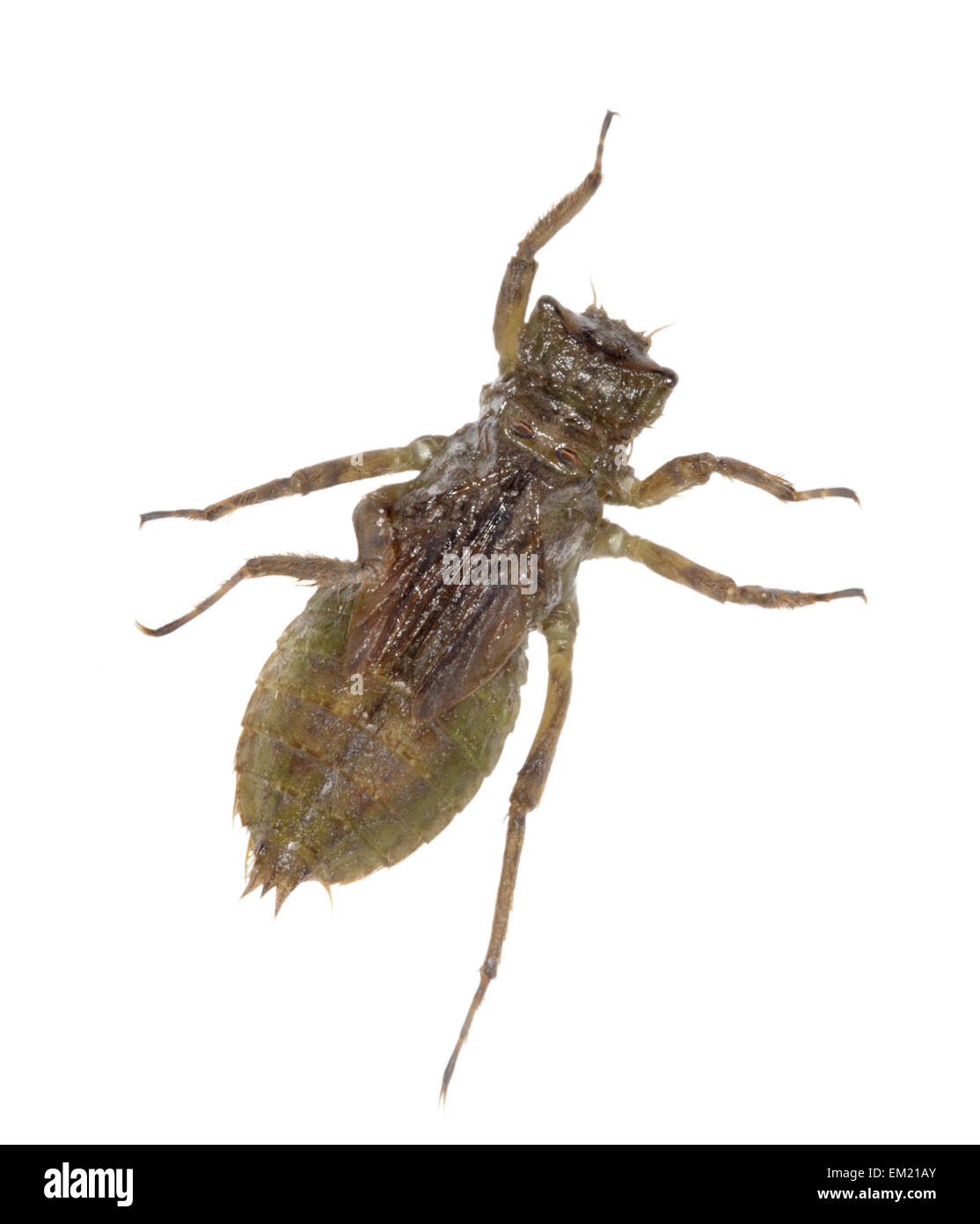 Broad-bodied Chaser - Lilbellula depressa - larvae Stock Photo