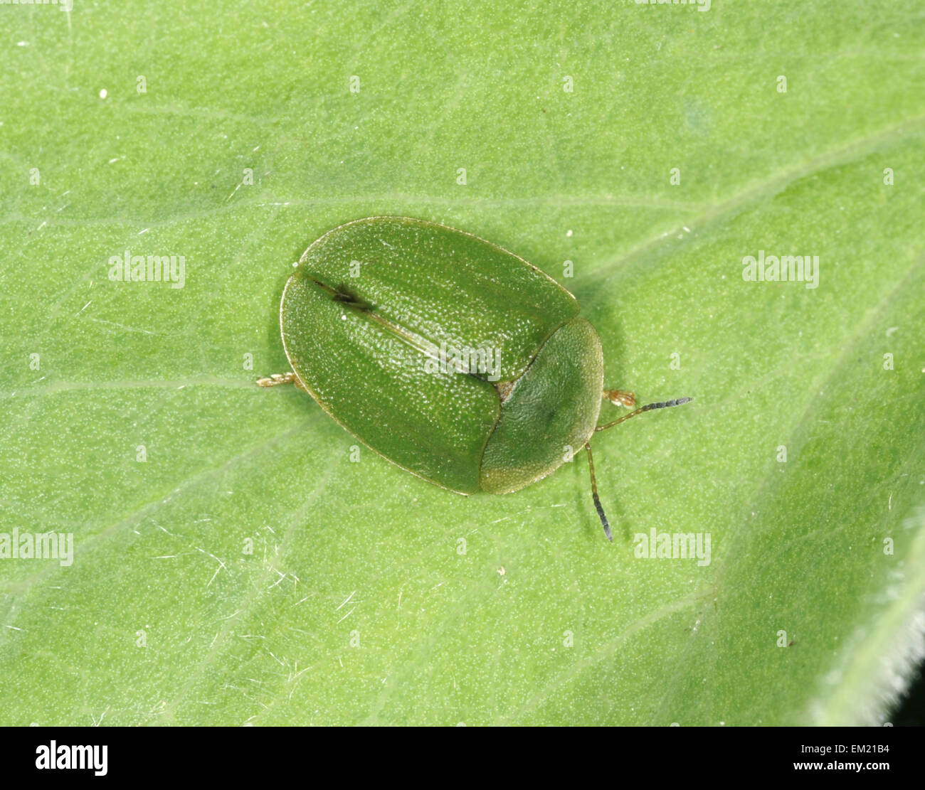 Green Tortoise Beetle - Cassida viridis Stock Photo