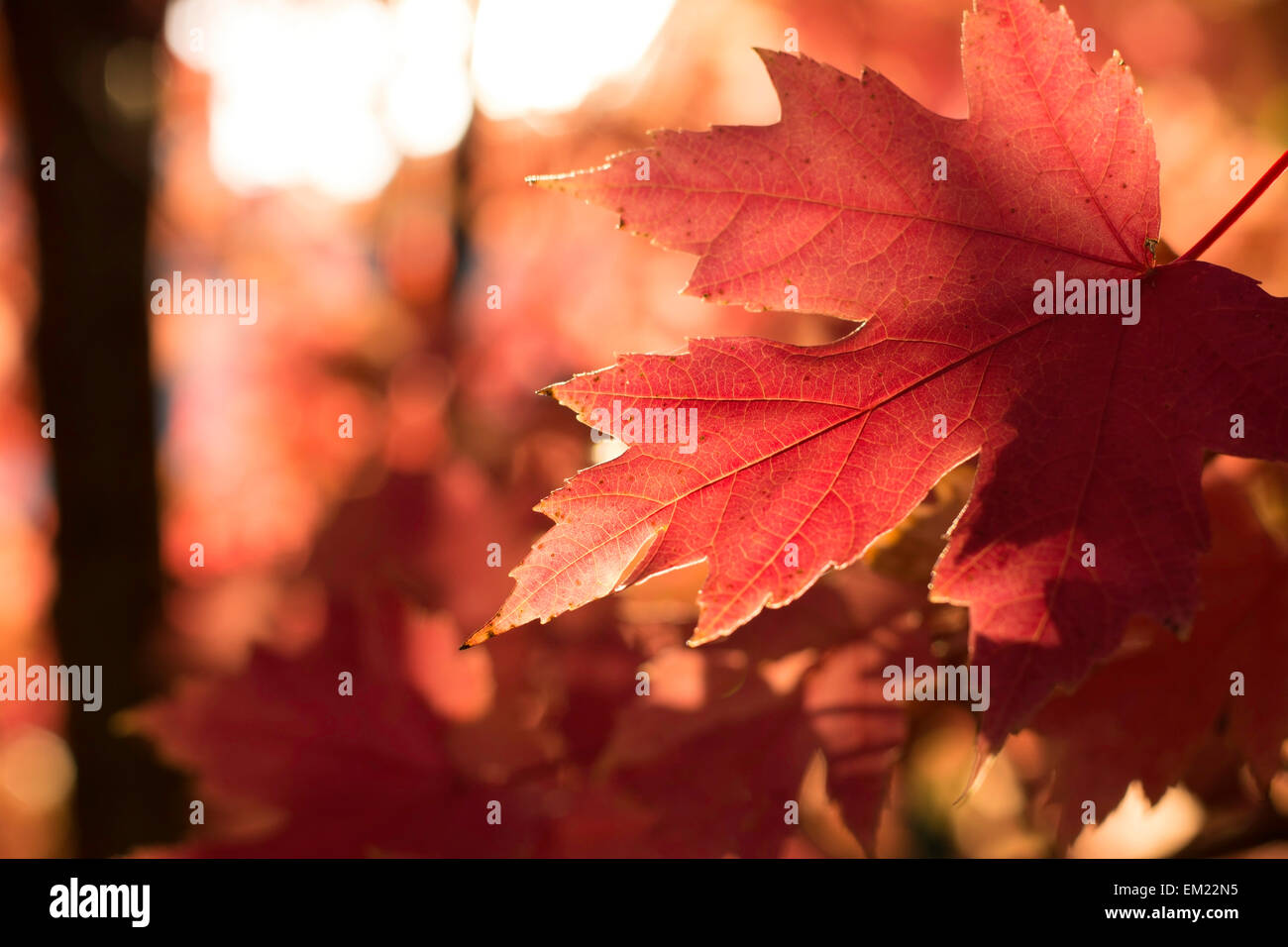 Autumn leaves at sunset Stock Photo