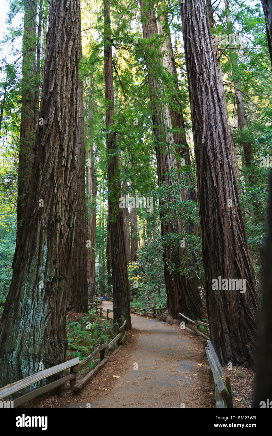 Cathedral Grove A Redwood Forest In Muir Woods State Park Near San Francisco; California United States Of America Stock Photo