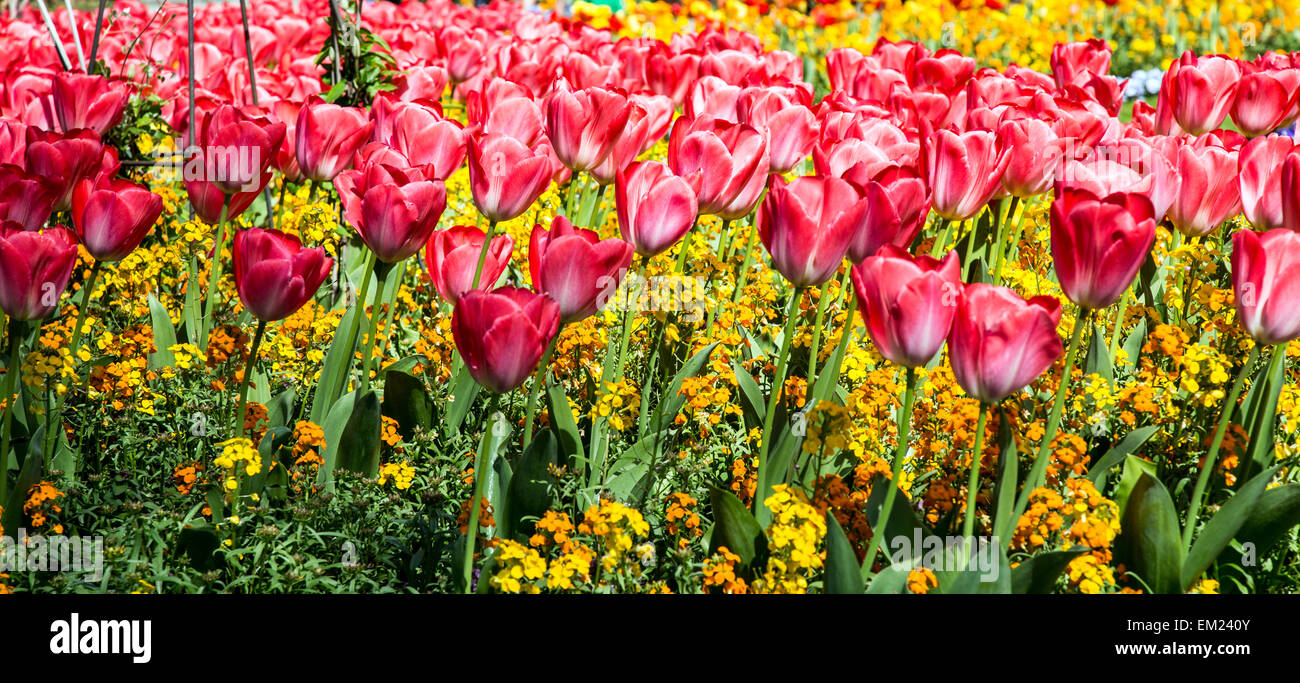 Tulip Flower Beds  in St Johns Wood Church Gardens London UK Stock Photo