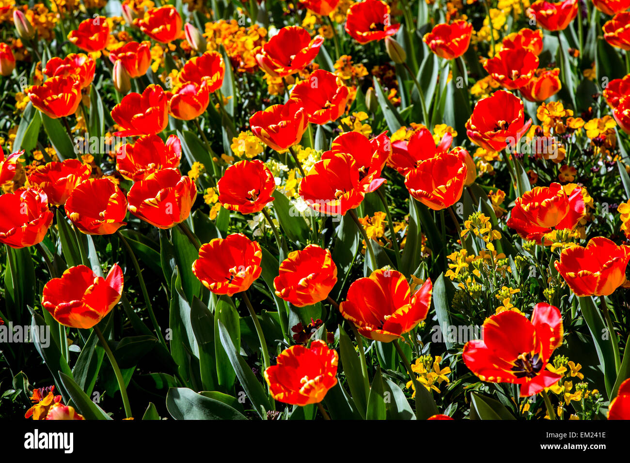 Tulip Flower Beds in St Johns Wood Church Gardens London UK Stock Photo