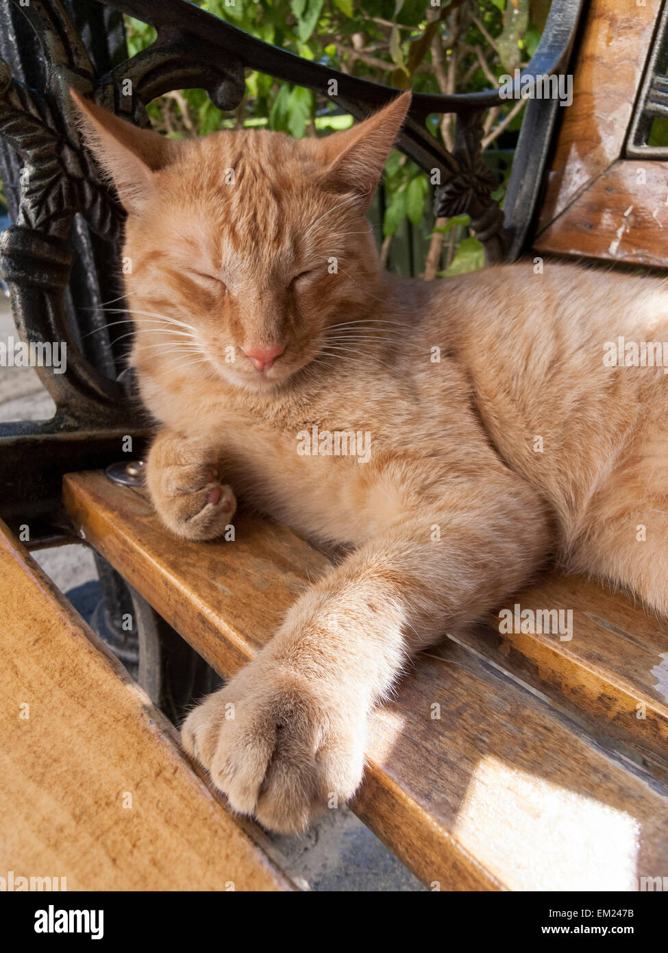 Cat displaying polydactyl feet naps at the Hemingway House Museum, Key West, Florida. Stock Photo