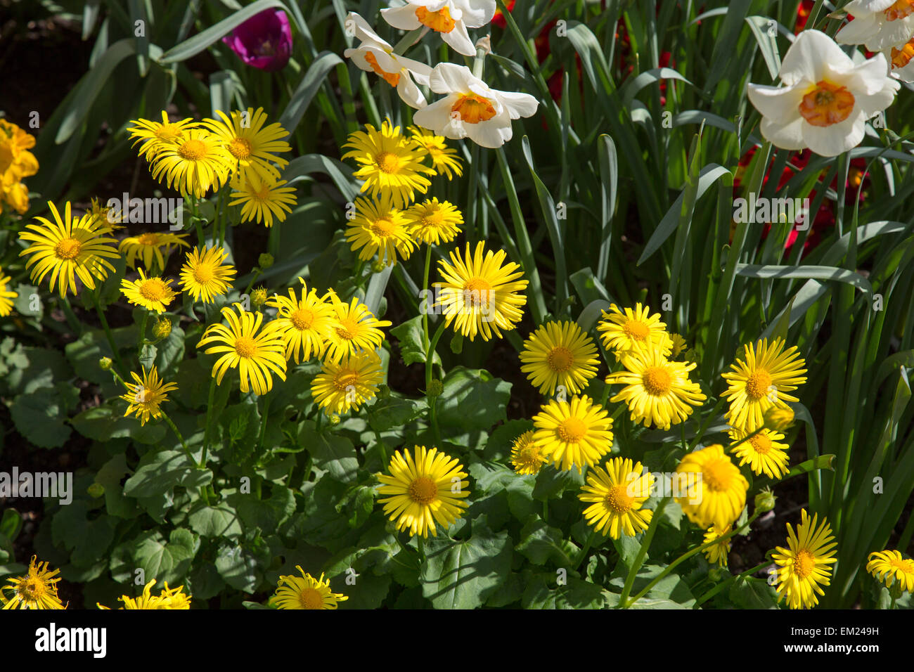 Flower Beds Springtime Regents Park London UK Stock Photo