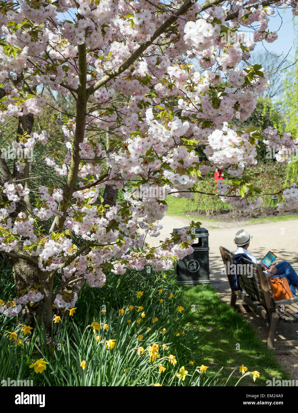 Cherry Blossom Regents Park London UK Stock Photo Alamy