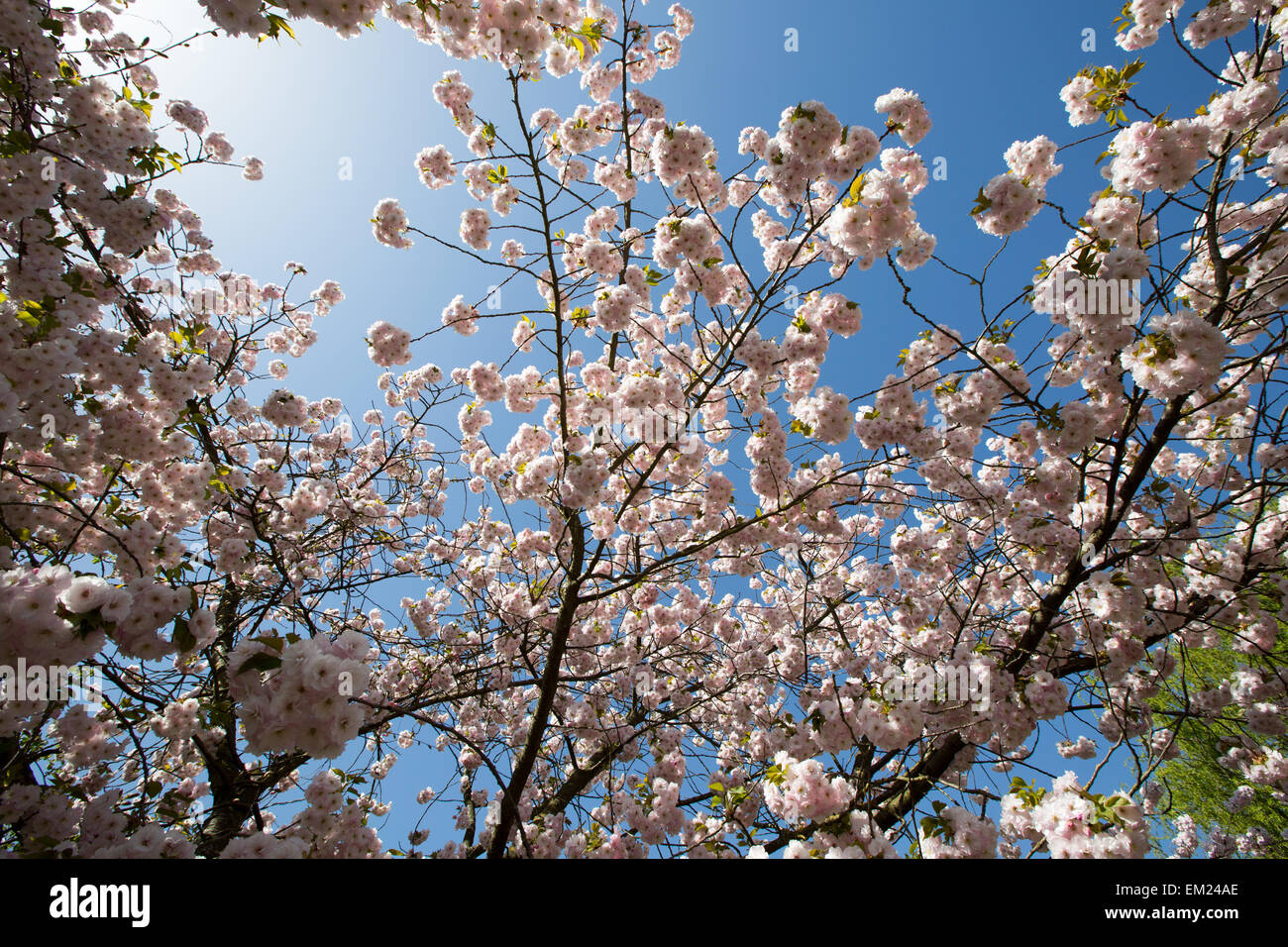 Cherry Blossom Regents Park London UK Stock Photo Alamy