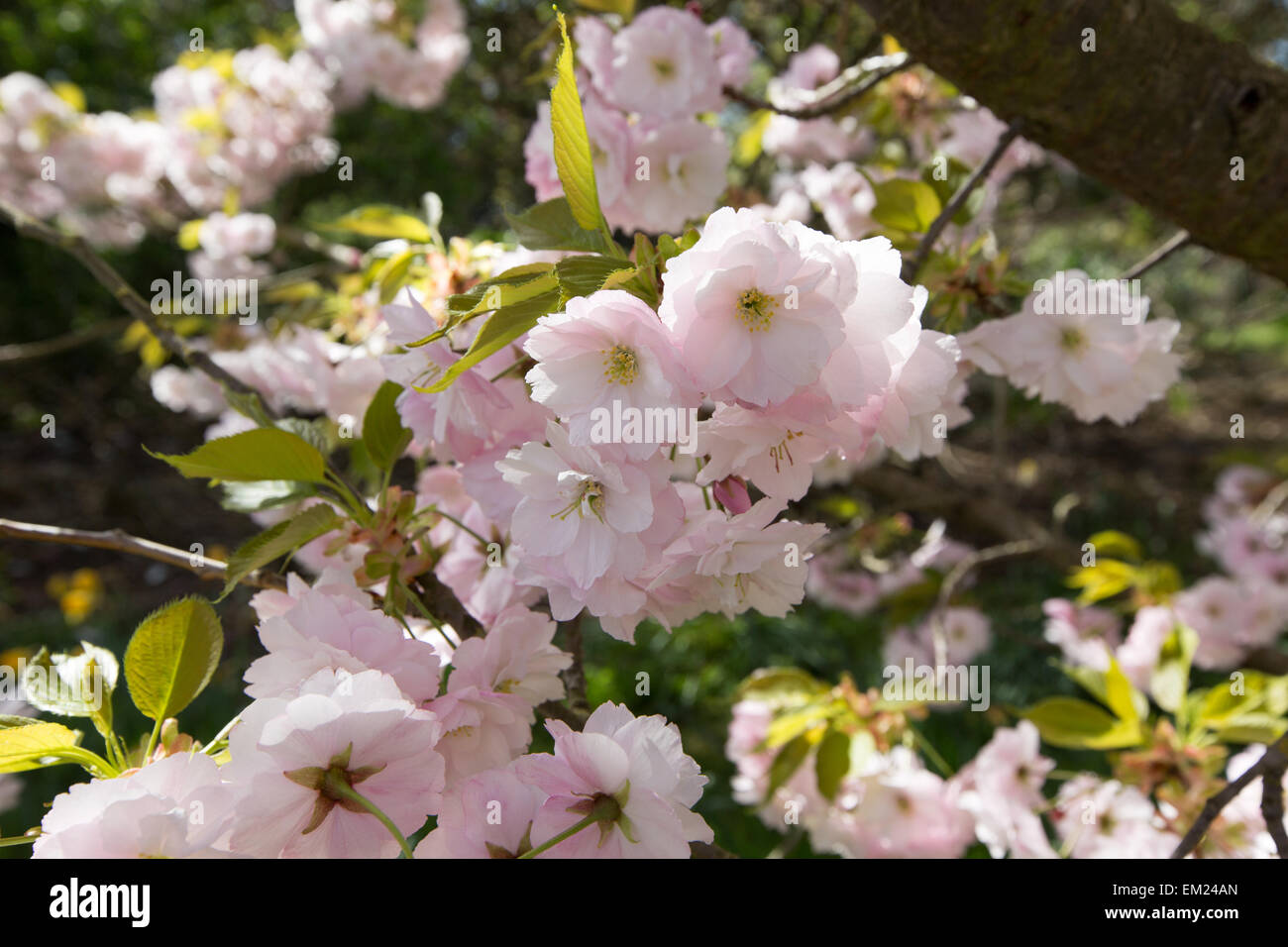 Cherry Blossom Regents Park London UK Stock Photo Alamy
