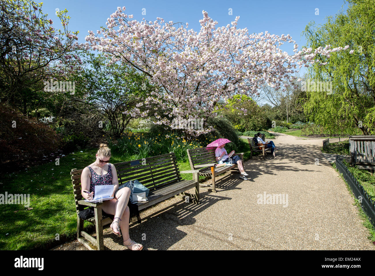 Woman Reading A Book under a Cherry Tree in Blossom Regents Park London UK Stock Photo Alamy