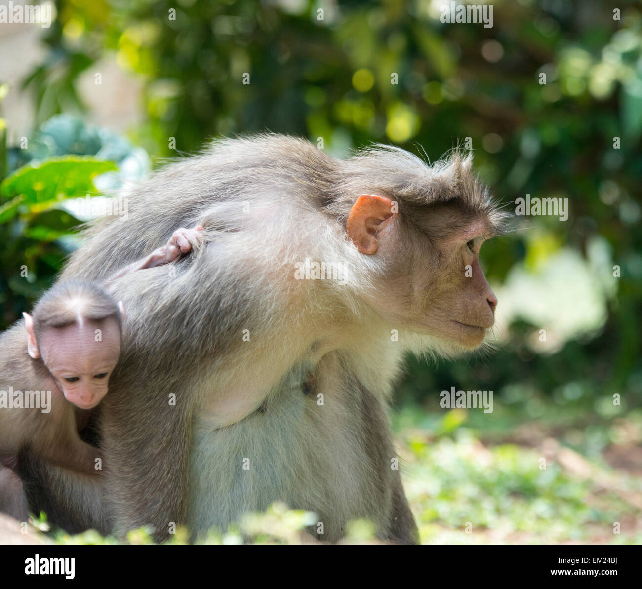 Monkeys (mother and baby) at the Periyar Reserve in Thekkady, Kerala