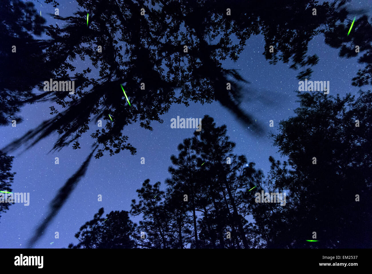 Light emitting insects leave green streaks as stars turn above Live