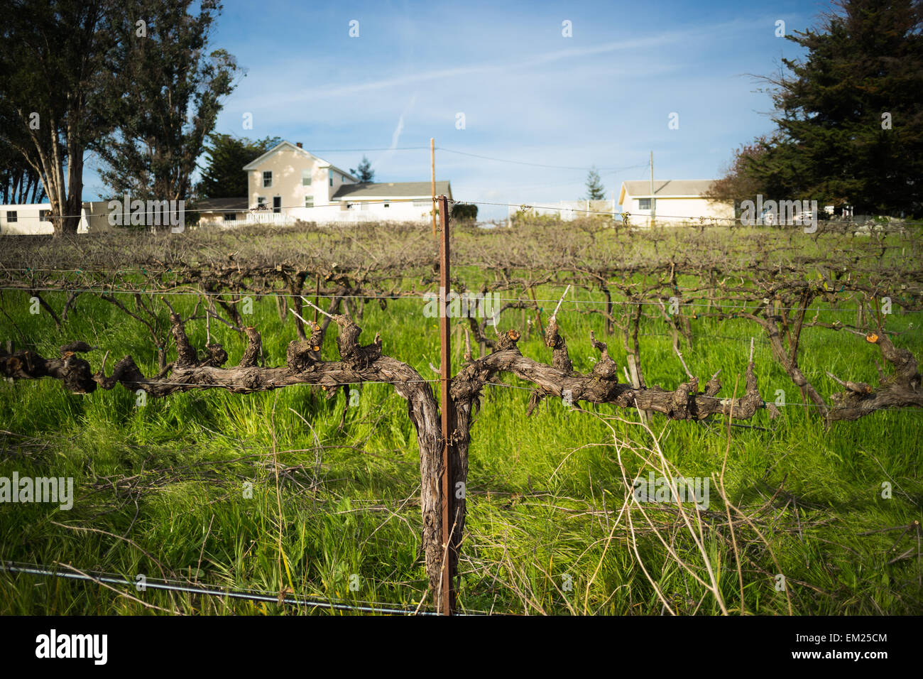 Small vineyard dormant off-season during drought Stock Photo