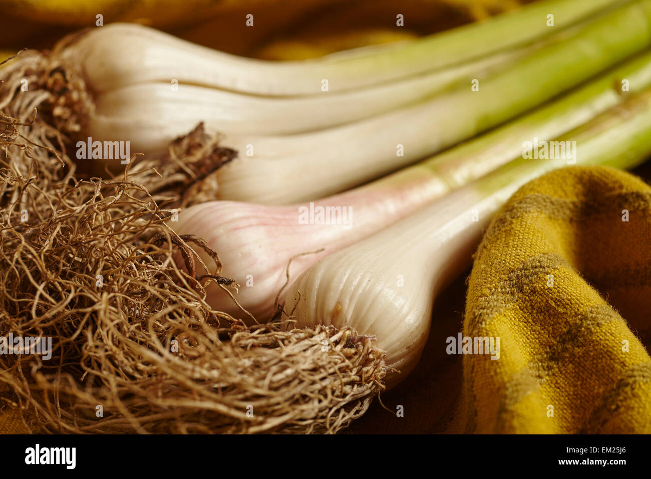 fresh young garlic stalks Stock Photo