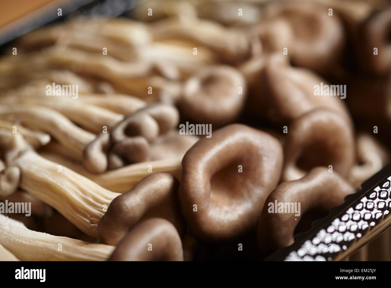 fresh baby king oyster mushrooms Stock Photo Alamy
