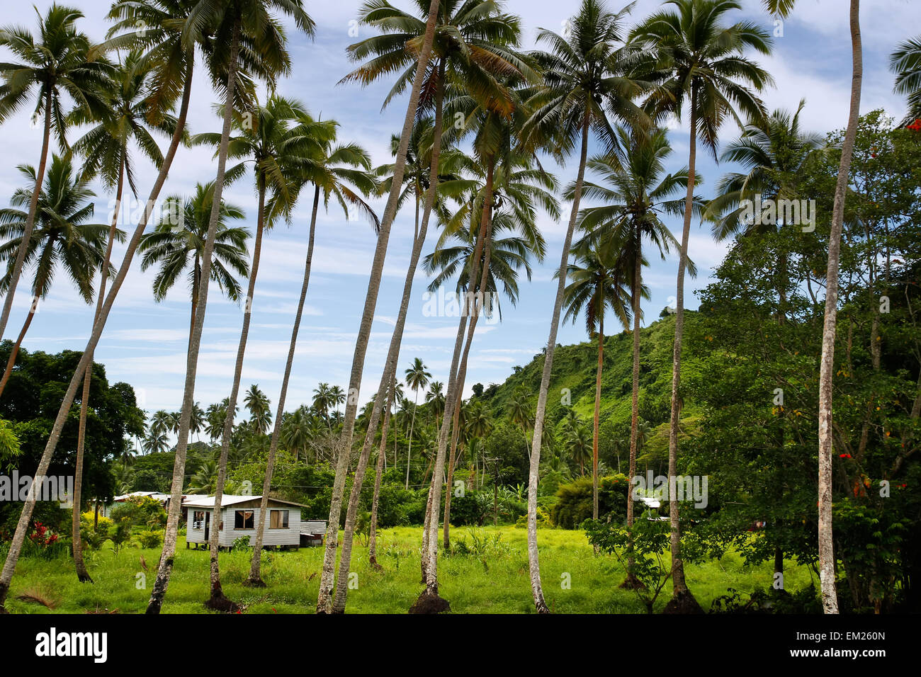 Local house in palm grove, Vanua Levu island, Fiji, South Pacific Stock Photo