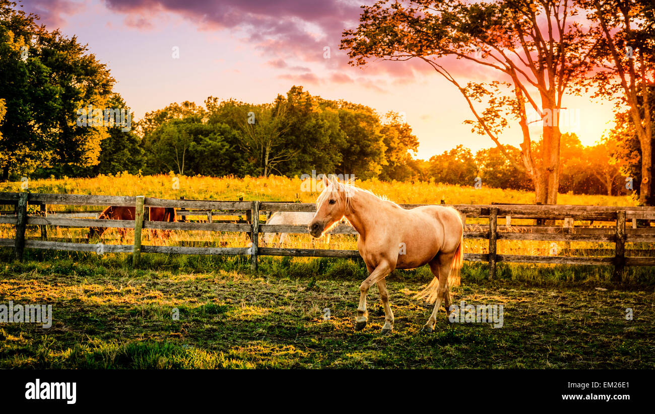 Horse running across the pasture at sunset Stock Photo