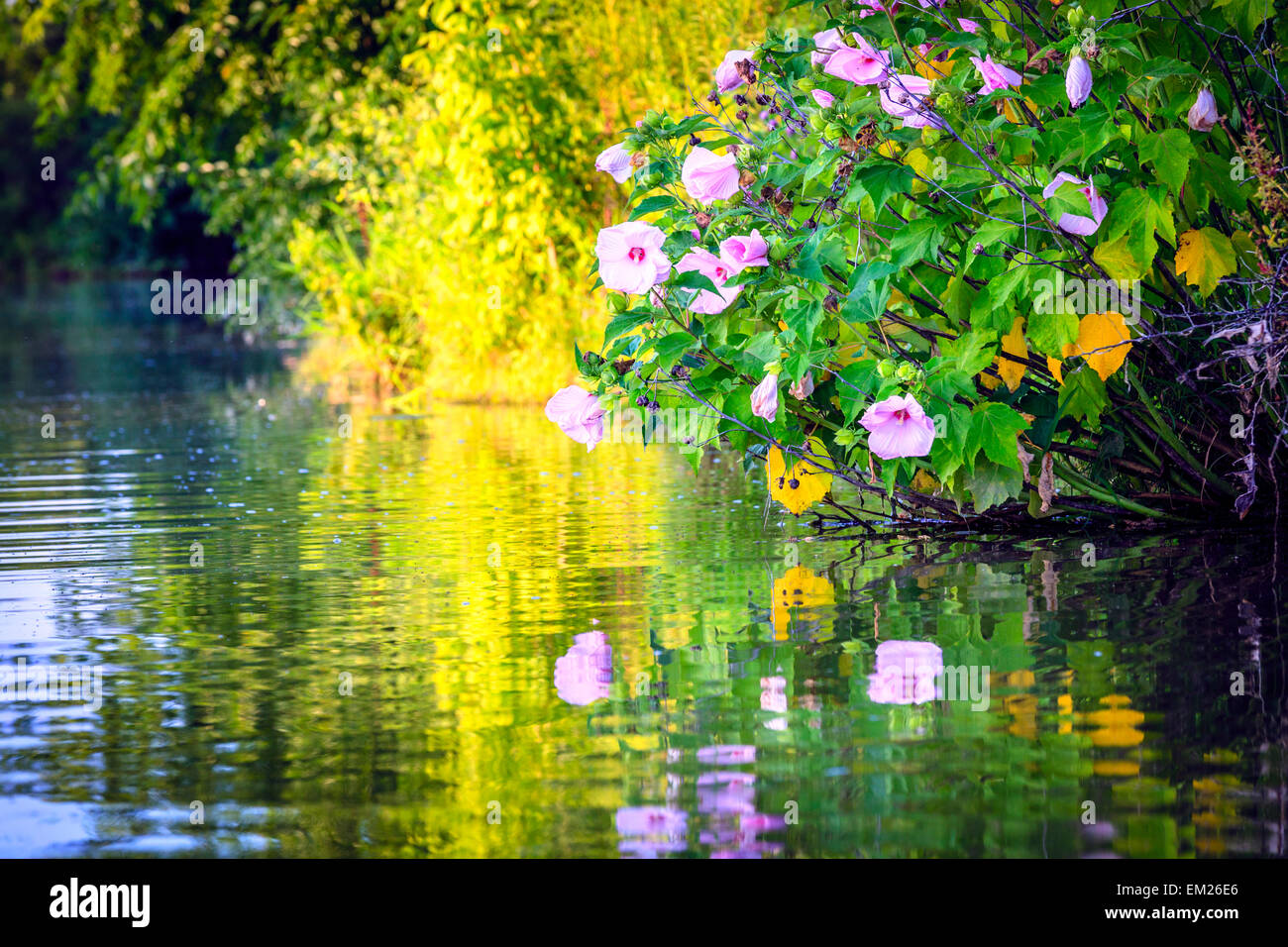 Blooming marshmallow plant (Althaea officinalis) reflecting in the lake Stock Photo