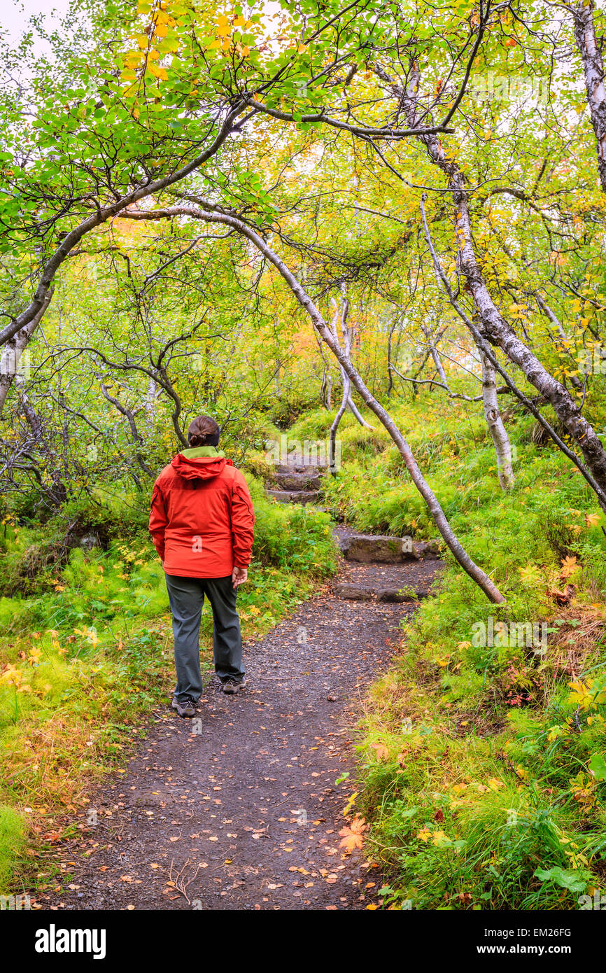 Tourist is walking through the forest on the bottom of Asbyrgi Canyon in Northern Iceland Stock Photo