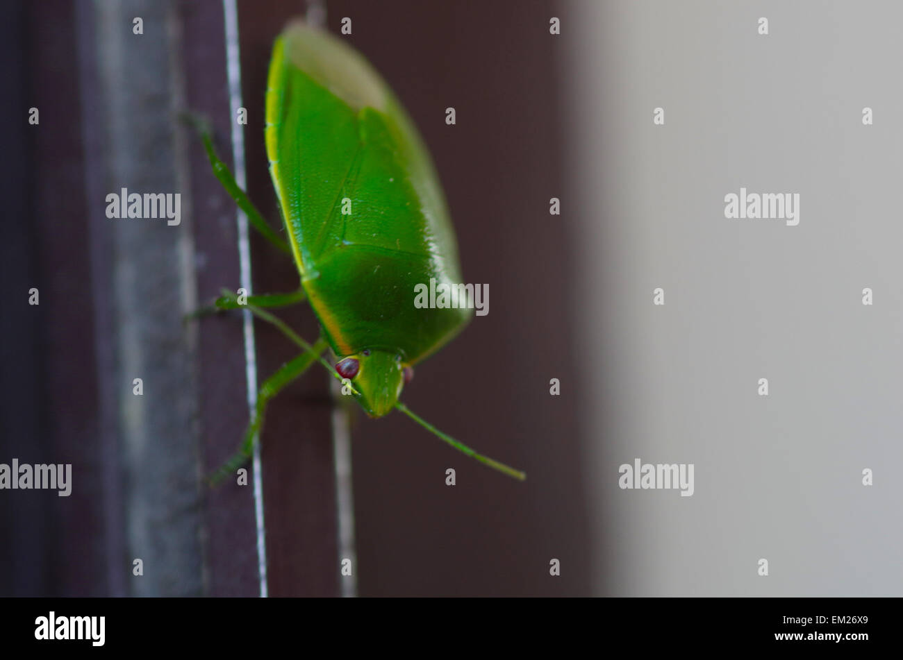 Green Stink Bug Stock Photo