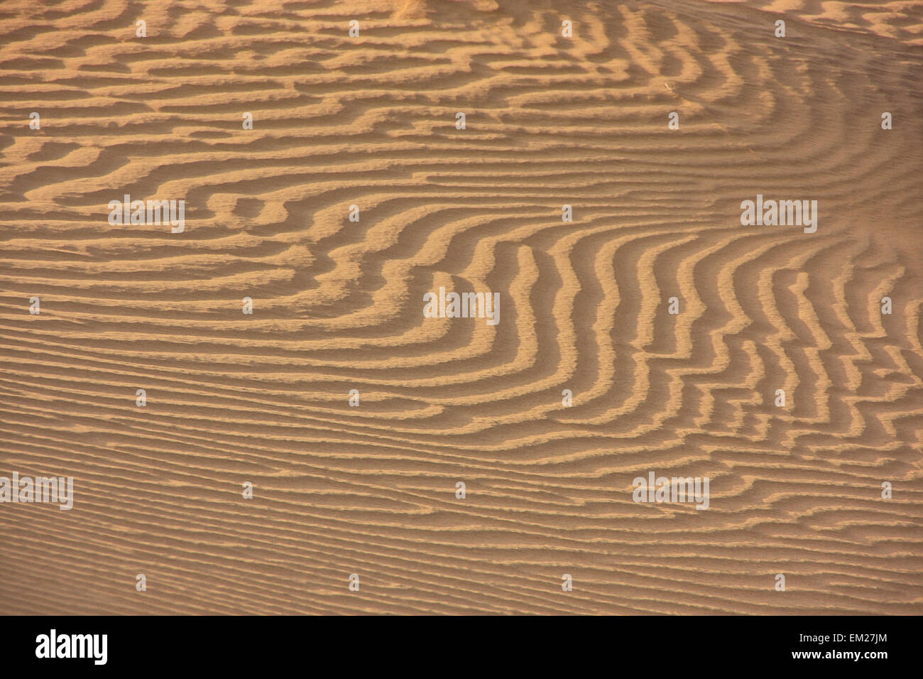 Close up of dune ripples, Thar desert, Jaisalmer, Rajasthan, India Stock Photo
