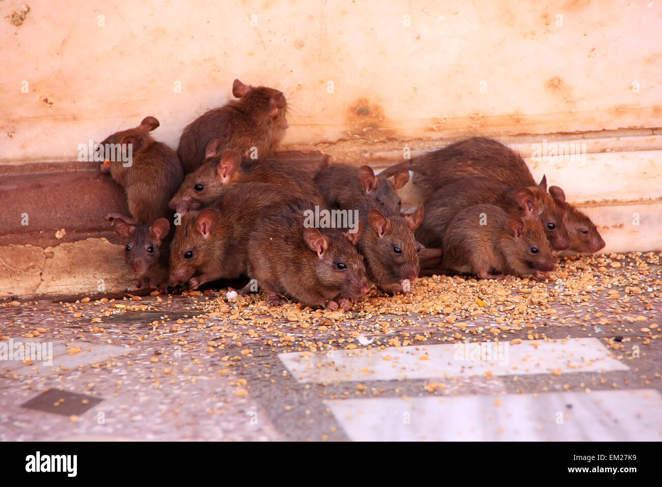 Holy rats running around Karni Mata Temple, Deshnok, Rajasthan, India Stock Photo