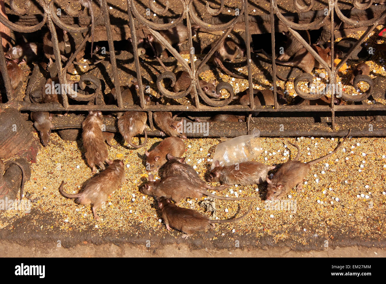 Holy rats running around Karni Mata Temple, Deshnok, Rajasthan, India Stock Photo