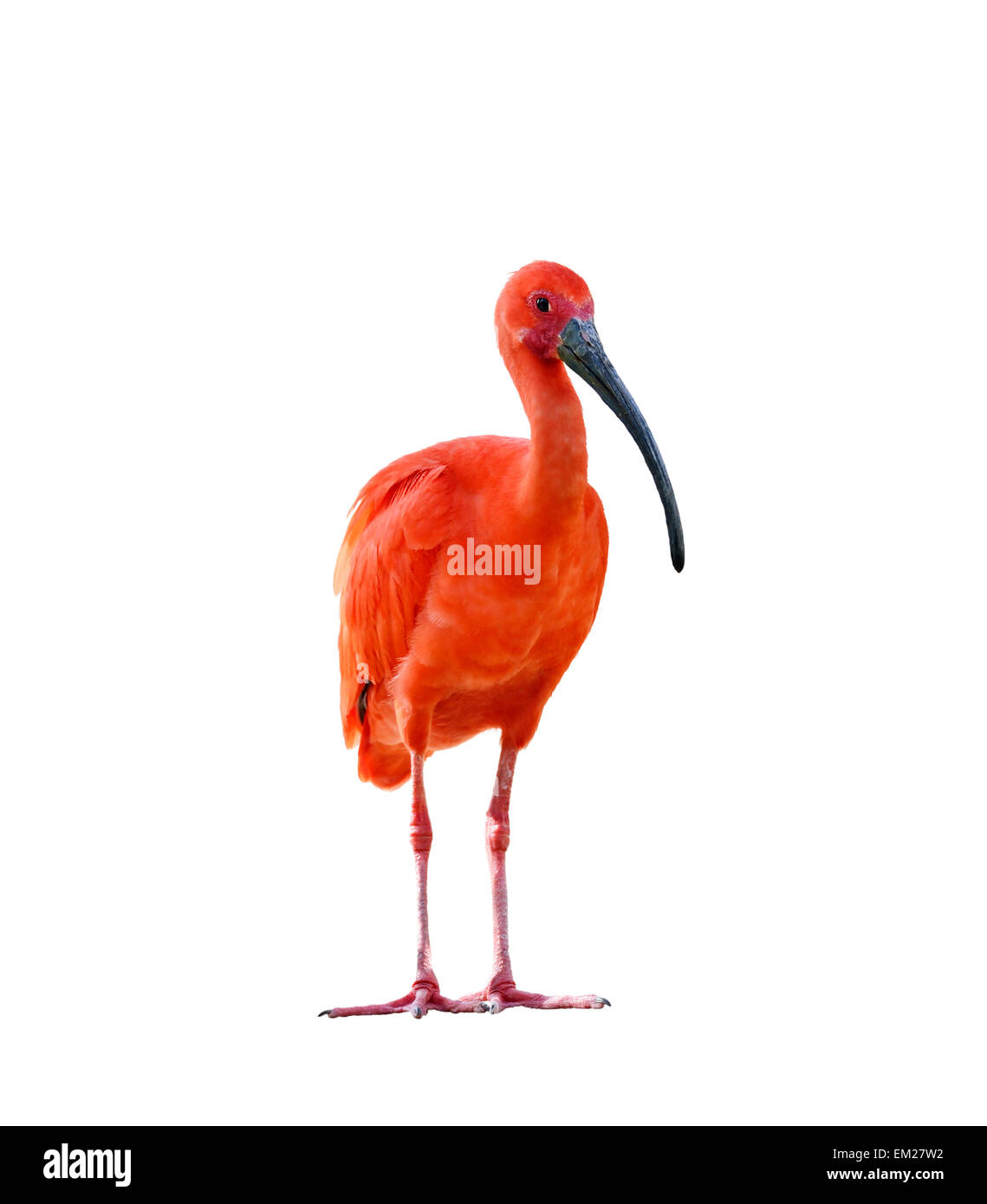 Ibis hires stock photography and images Alamy