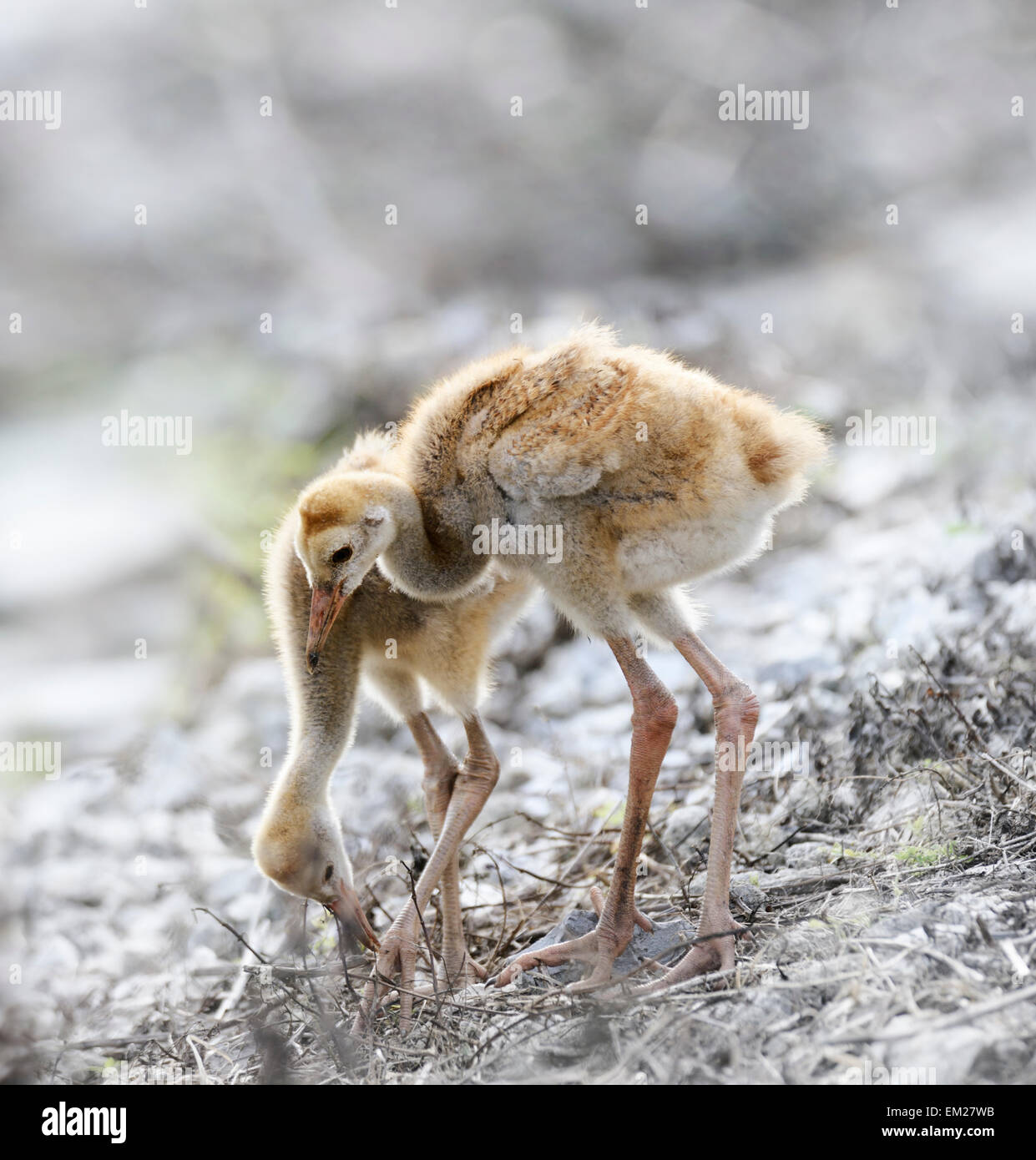 Two Small Sandhill Crane Chicks Stock Photo