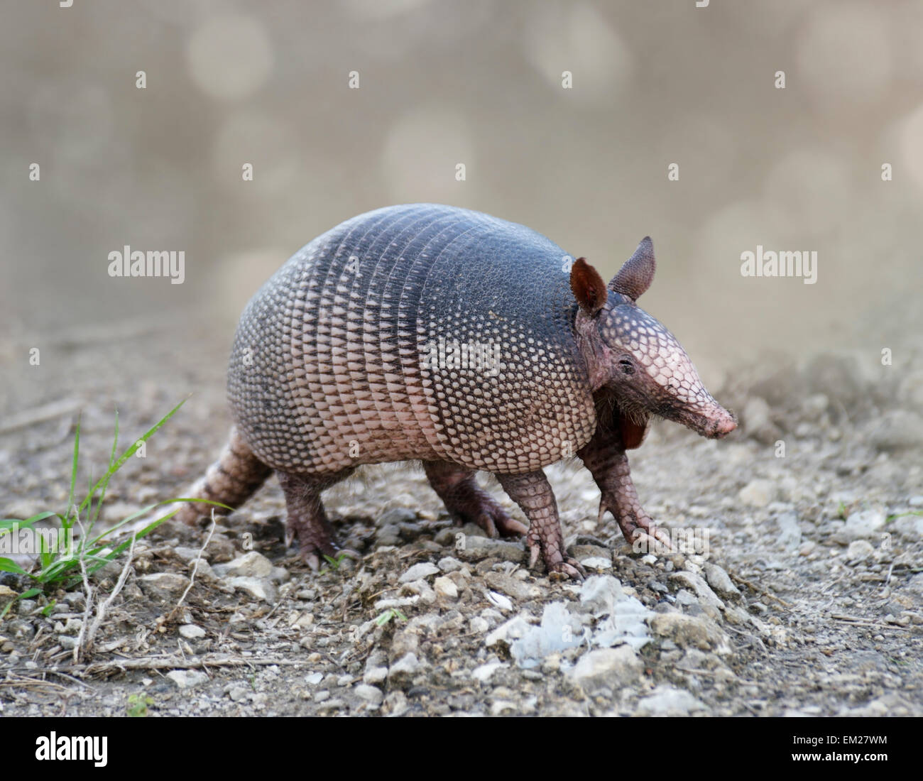 Nine-banded Armadillo In Florida Wetlands Stock Photo - Alamy