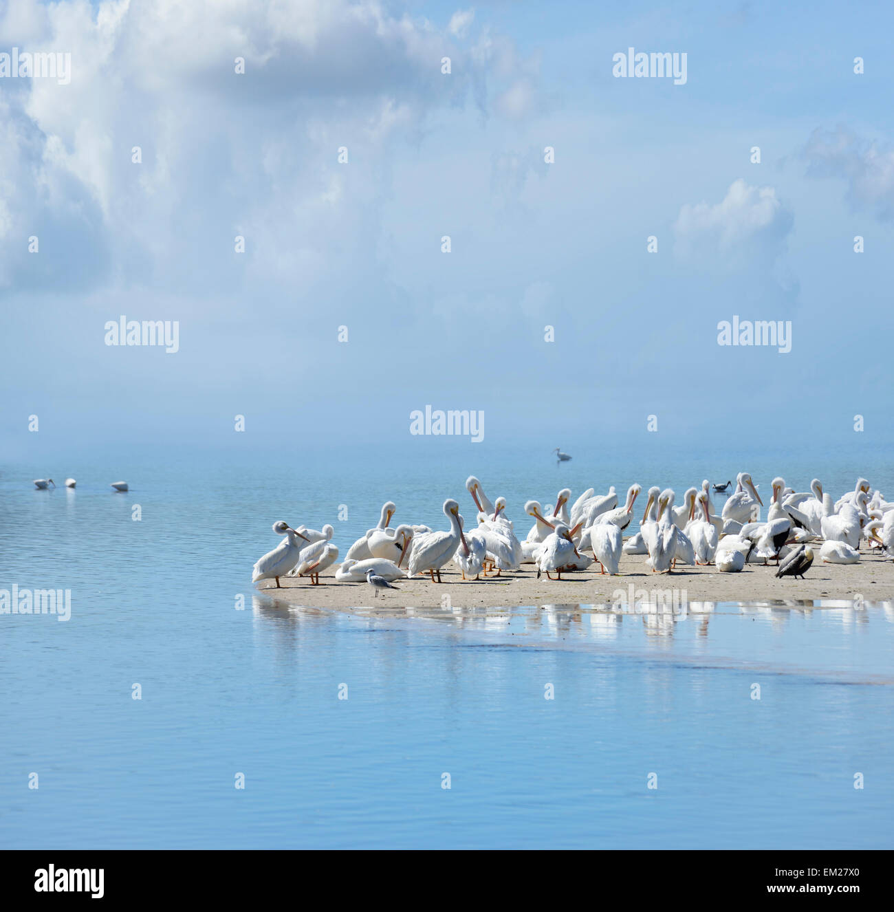 White Pelicans In Florida Beach Stock Photo