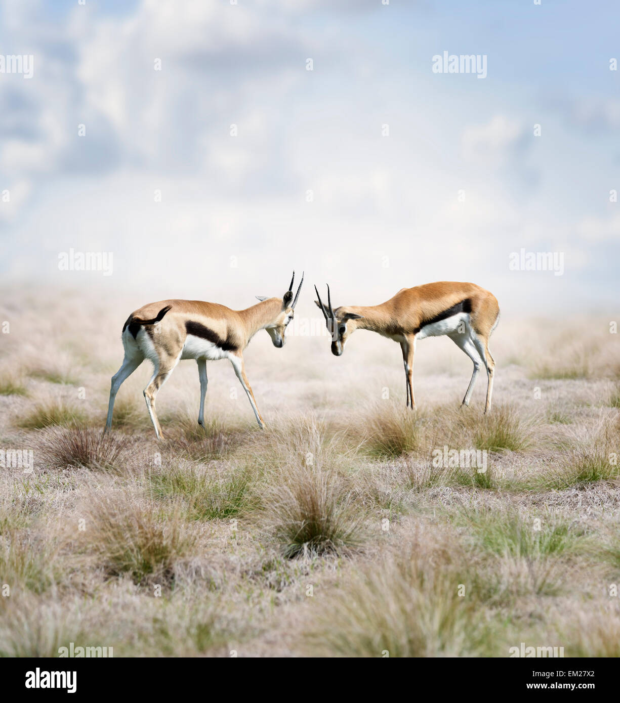 Two Young Thomson's Gazelles Fighting Stock Photo