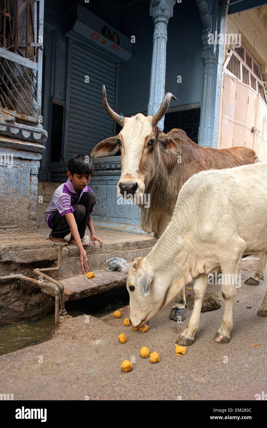 Feeding cows in india hires stock photography and images Alamy