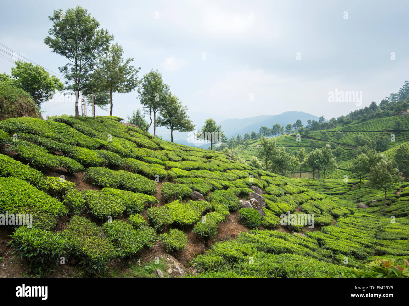 Tea plantations in the hills of Munnar, Kerala India Stock Photo Alamy