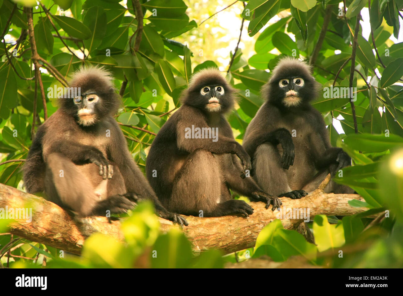 Spectacled langurs sitting in a tree, Wua Talap island, Ang Thong National Marine Park, Thailand Stock Photo