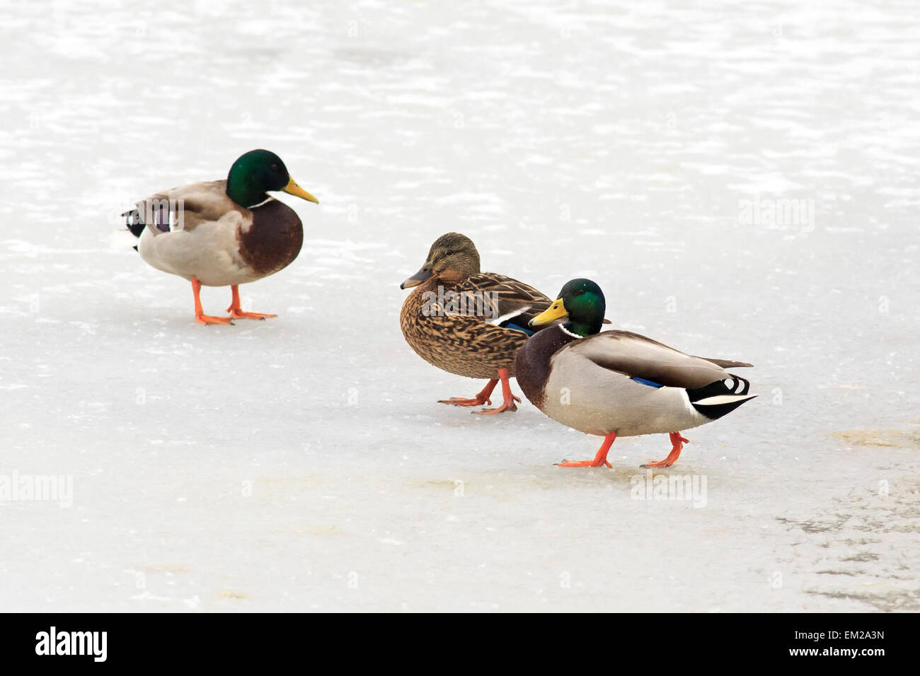 Ducks walk on ice Stock Photo Alamy