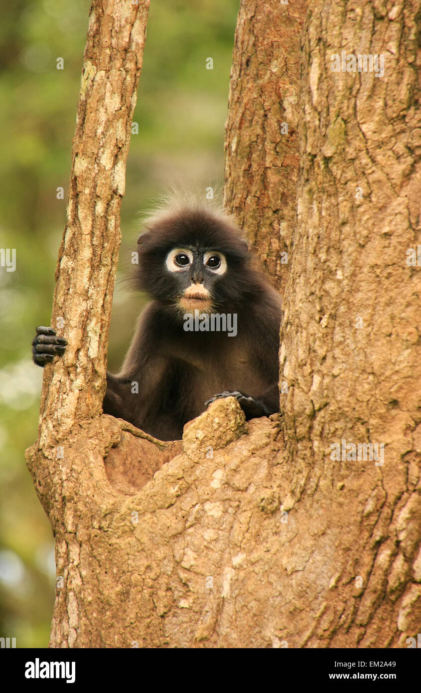 Spectacled langur sitting in a tree, Wua Talap island, Ang Thong National Marine Park, Thailand Stock Photo