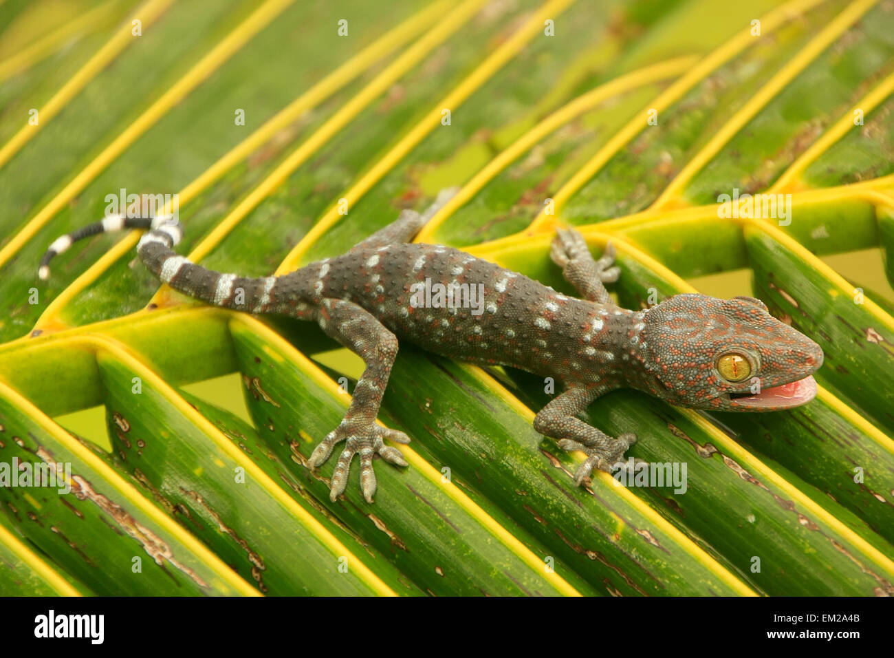 Young tokay gecko on a palm tree leaf, Ang Thong National Marine Park, Thailand Stock Photo