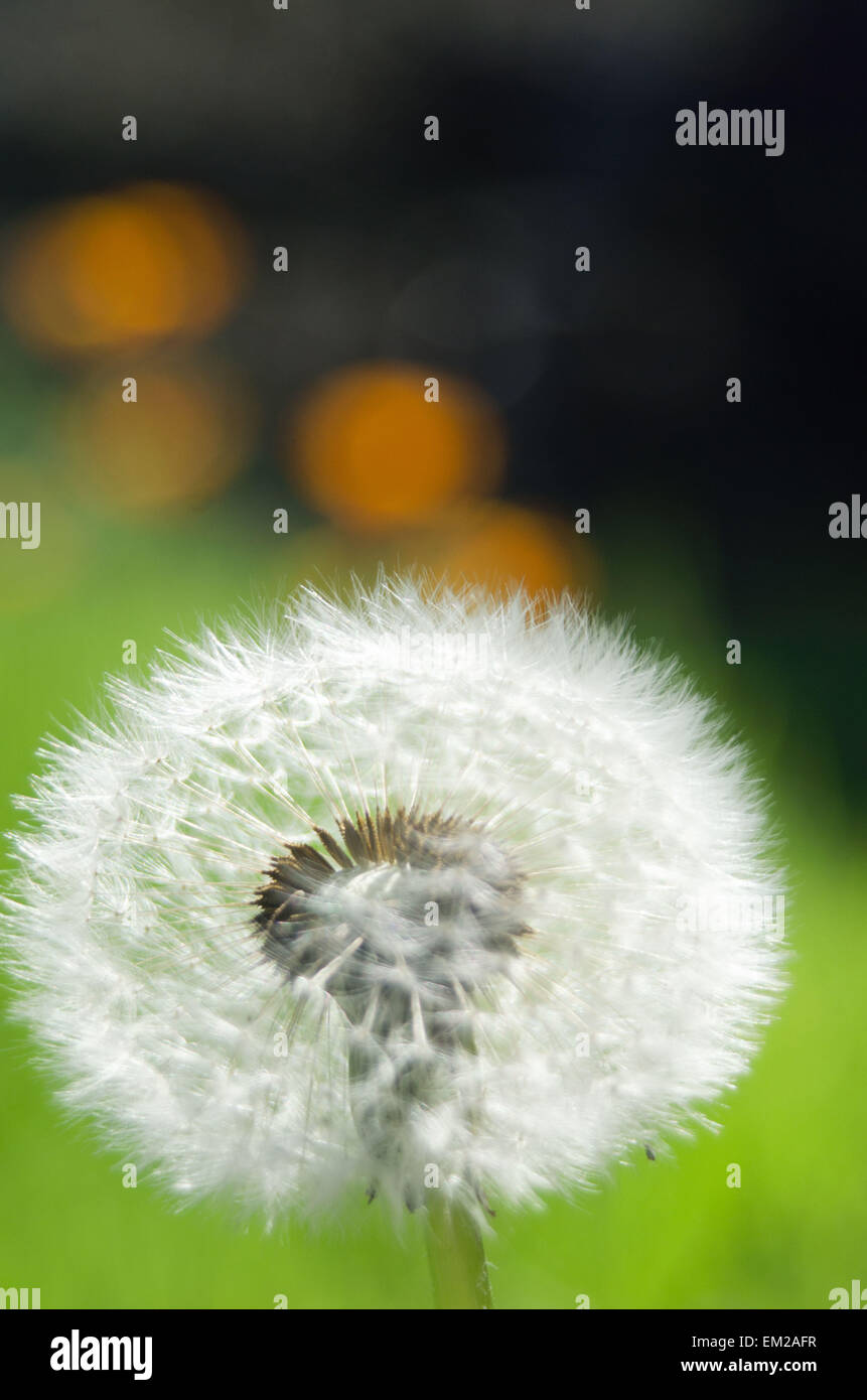 Poppy's wish hires stock photography and images Alamy