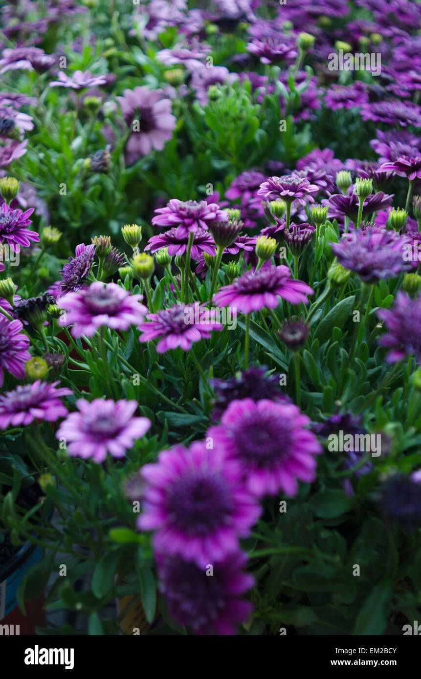 Pretty Purple field of flowers Stock Photo - Alamy