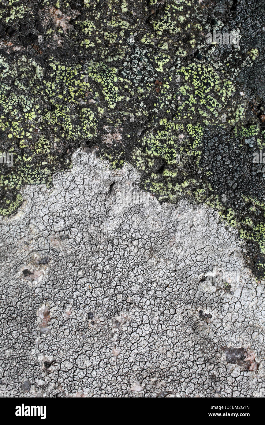 Lichen Buellia - Microlichen - Encrusted on rock Stock Photo