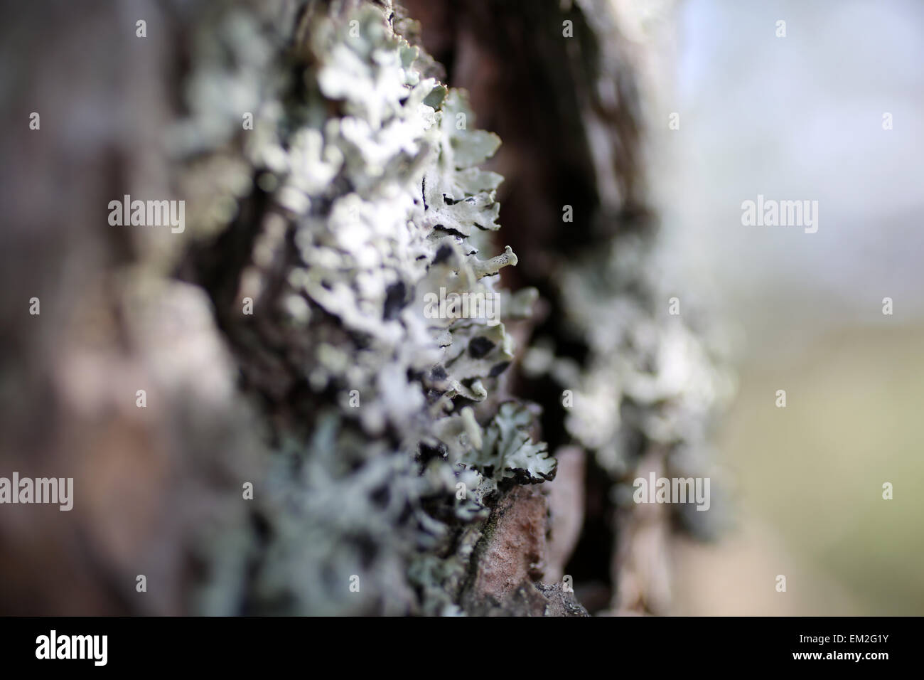 Lichen Parmelia - Macrolichen - On oak tree branches Stock Photo
