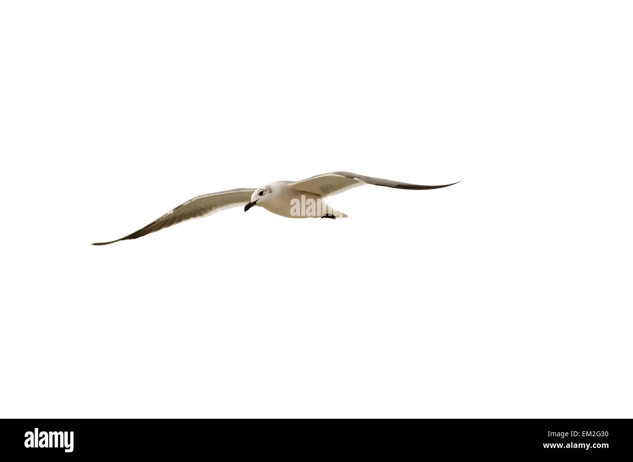 A pelican bird is flying  and diving against a white background Stock Photo